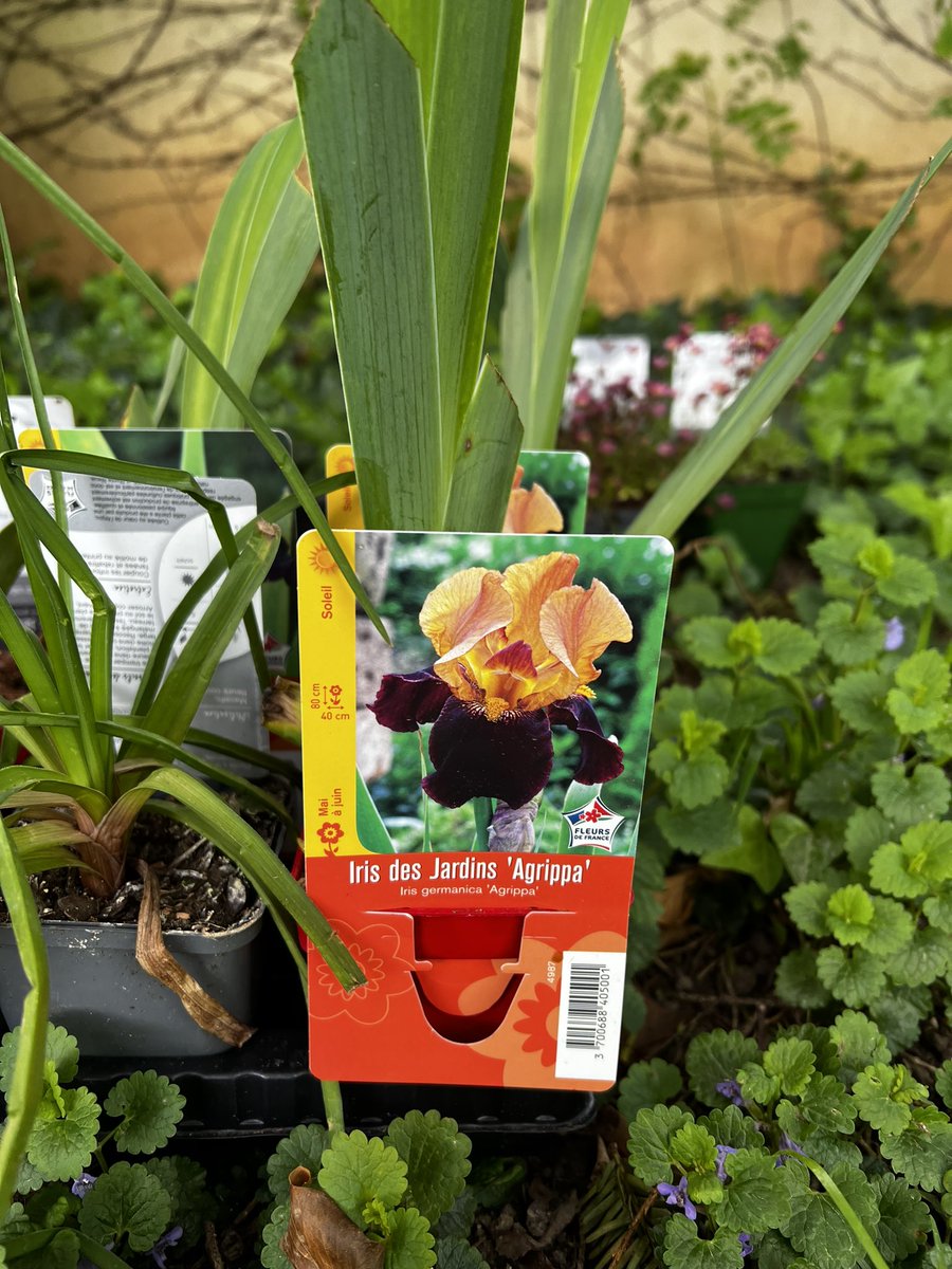Romaniste faisant du jardinage : les iris « Agrippa » sont indispensables !