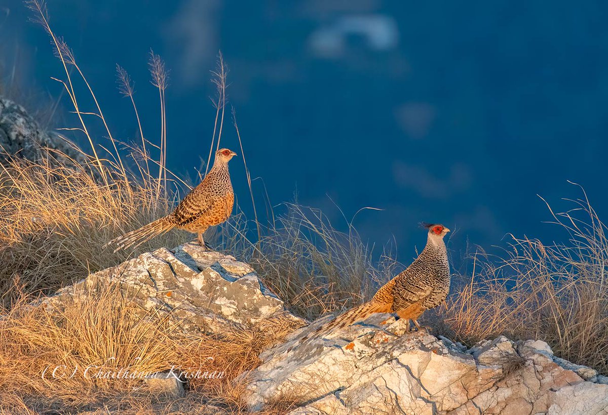 Cheer Pheasant pair on top of Karthik Swamy Temple during a beautiful sunset. Uttarakhand #IndiAves @IndiAves #cheerpheasant #birdsofindia #birds #birding #photography #wildlife #wildlifephotography #BBCWildlifePOTD #ThePhotoHour