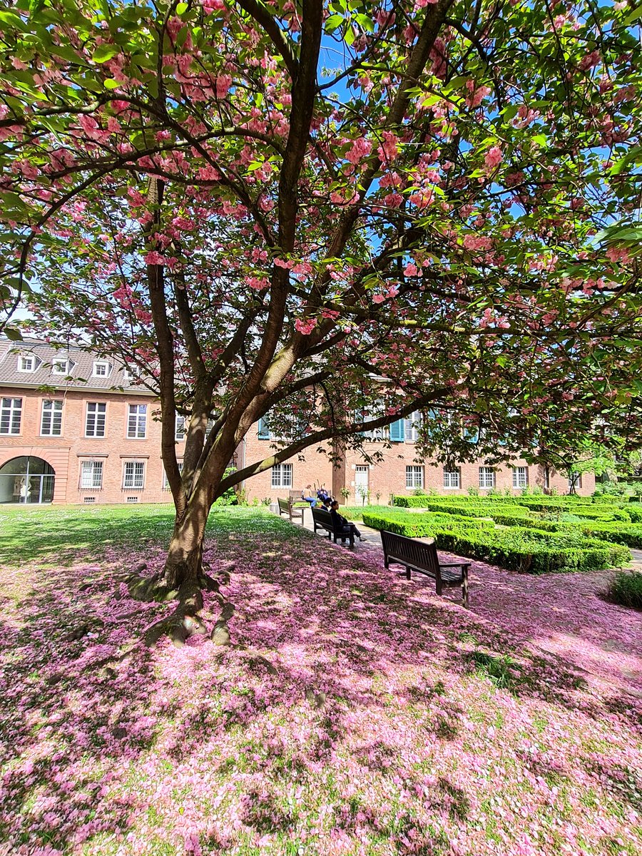 ドイツの桜は今年は開花が早かったみたい？桜の絨毯もまた良きですね🌸 ただいま🇩🇪