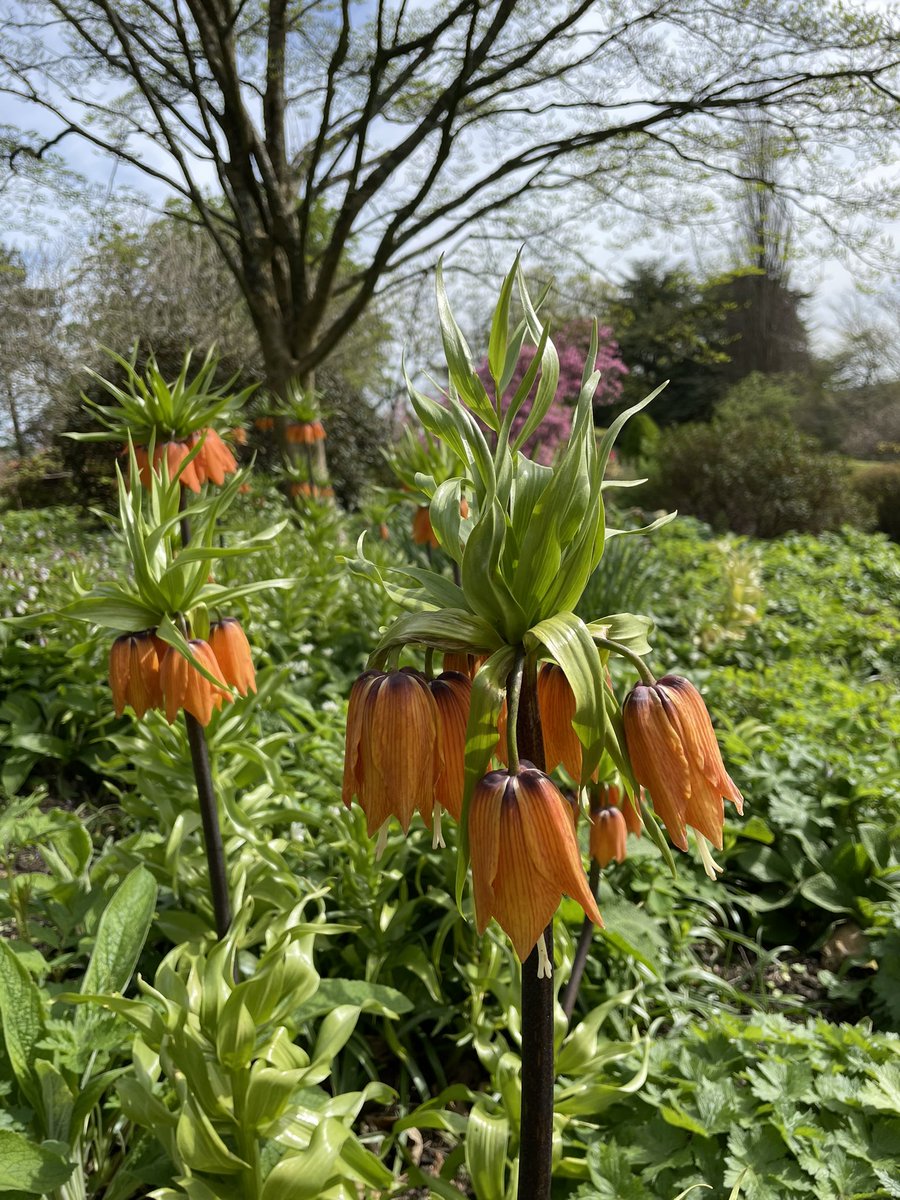 A lovely morning spent in @emmettsgardennt 
#bluebells #crownimperials #umbrellaplants