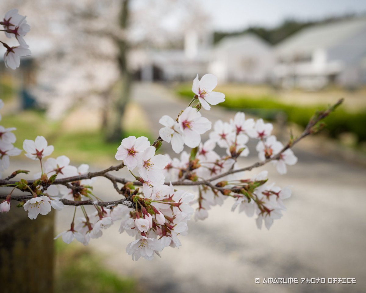 amarume_T's tweet photo. 先週開園したばかりのフリースクール、虹の学園にて。
この花ひとつひとつが、ココへ通う子供達と重なって見えた。
#桜 #サクラ #満開
#Sony #α9ii #sigma #40f14 #mc11 https://t.co/sYNLZkQyn4