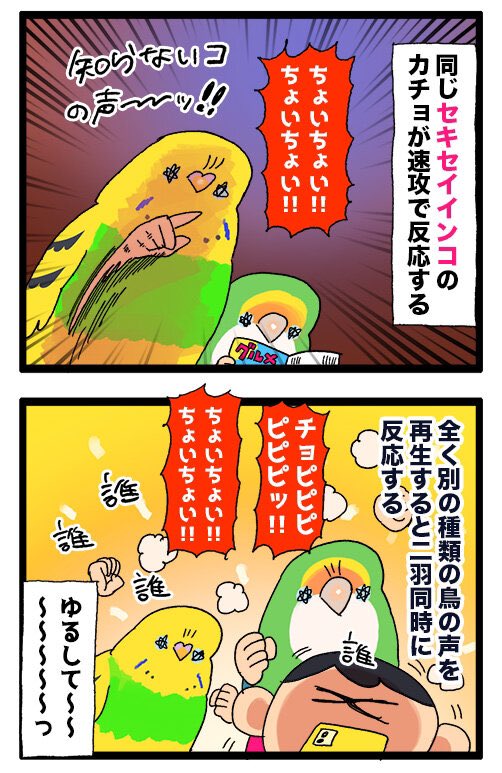 ゴルカチョと同じ部屋でよその鳥ちゃんの動画を見るとこうなる🙂↕️🙂↕️
1094 #えるポピの絵日記かくところ