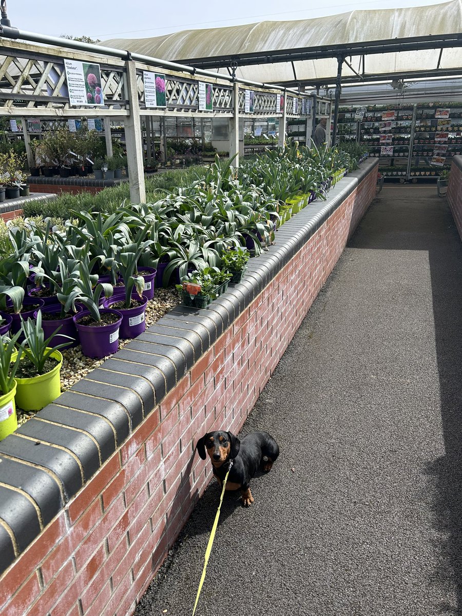 Took Mylo plant shopping @ClockhouseEN2 🐶🌱🌿