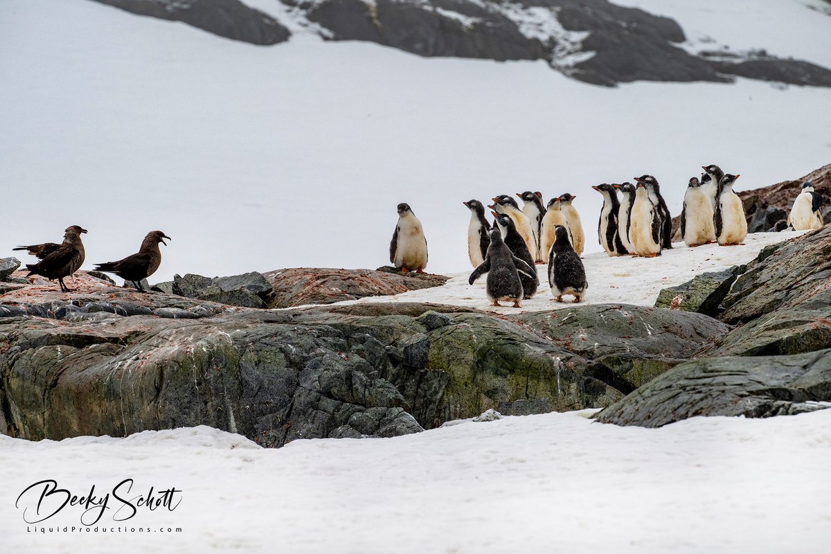 Standoff! Gentoo penguin chicks vs skua!  #PenguinChicks #SkuaStandoff #AntarcticWildlife #NaturePhotography #WildlifeWatching #BirdsOfAntarctica #PolarEcosystem #MarineLife #AnimalBehavior