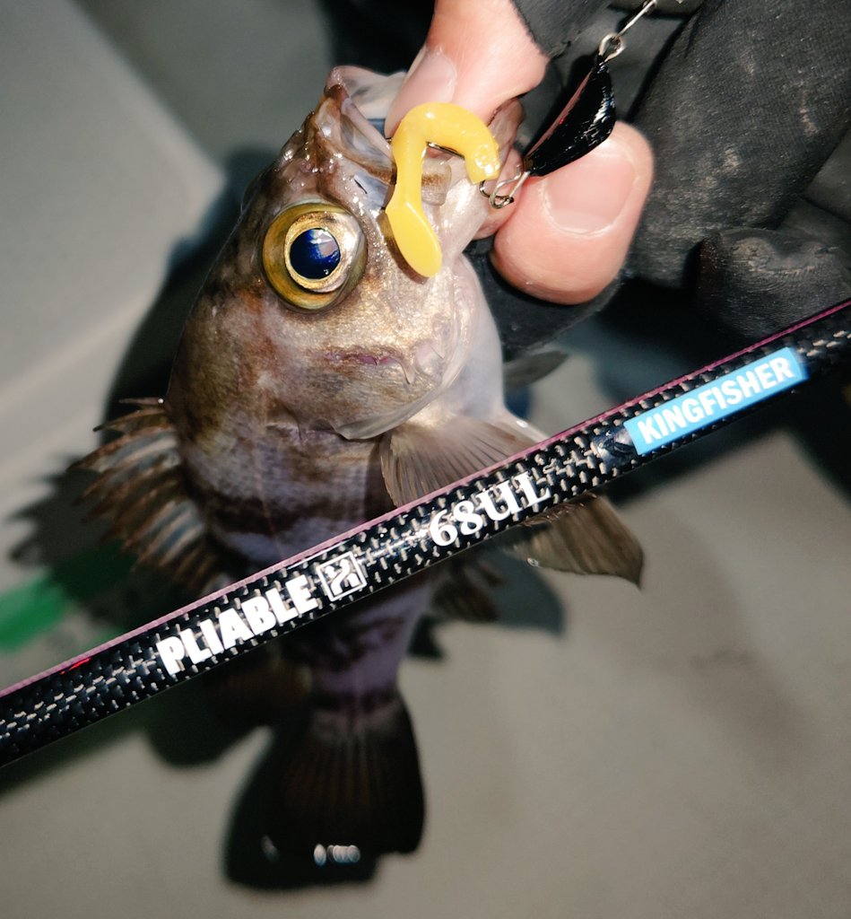 ozaki_garyu's tweet photo. 相馬オフショア
ワウムシャッド40 キイロのライトテキサス
NEWロッド FIDELITY プライアブル68ULに鱗付👍
#PR #OceanRuler #オーシャンルーラー #ウィードレスシンカー 7g #waum #ワウムシャッド40 #FIDELITY #PLIABLE68ul #プライアブル68UL
#タングステンシンカー 5g #相馬オフショア https://t.co/cBGH7NGMkx