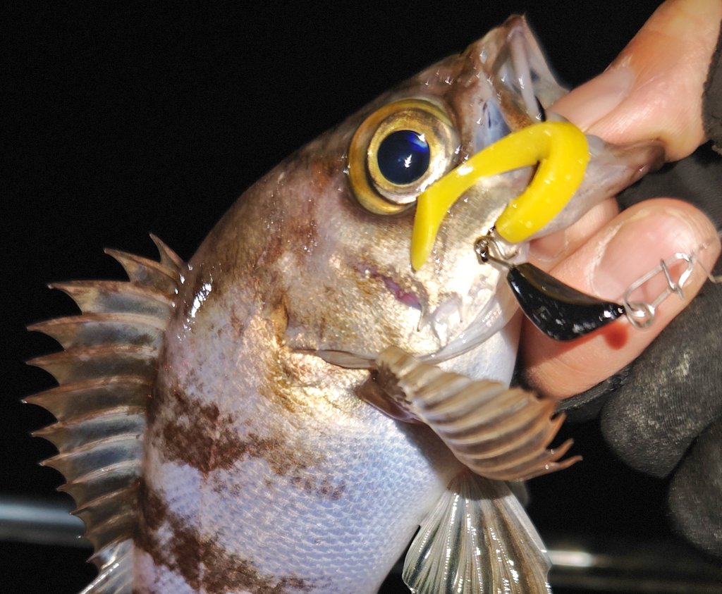ozaki_garyu's tweet photo. 相馬オフショア
ワウムシャッド40 キイロのライトテキサス
NEWロッド FIDELITY プライアブル68ULに鱗付👍
#PR #OceanRuler #オーシャンルーラー #ウィードレスシンカー 7g #waum #ワウムシャッド40 #FIDELITY #PLIABLE68ul #プライアブル68UL
#タングステンシンカー 5g #相馬オフショア https://t.co/cBGH7NGMkx