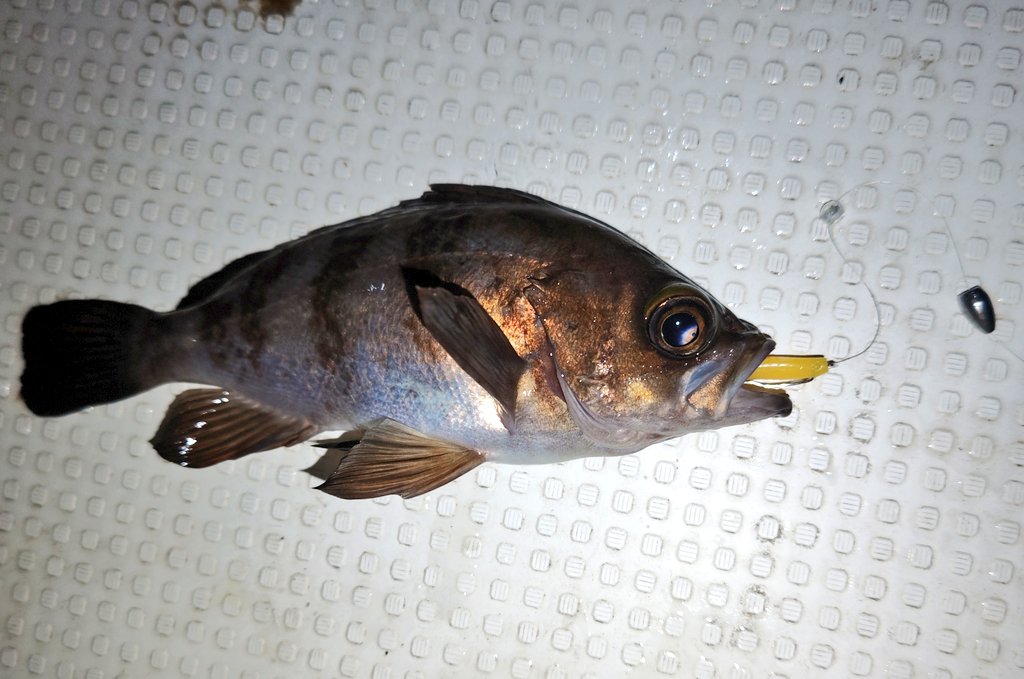 ozaki_garyu's tweet photo. 相馬オフショア
ワウムシャッド40 キイロのライトテキサス
NEWロッド FIDELITY プライアブル68ULに鱗付👍
#PR #OceanRuler #オーシャンルーラー #ウィードレスシンカー 7g #waum #ワウムシャッド40 #FIDELITY #PLIABLE68ul #プライアブル68UL
#タングステンシンカー 5g #相馬オフショア https://t.co/cBGH7NGMkx