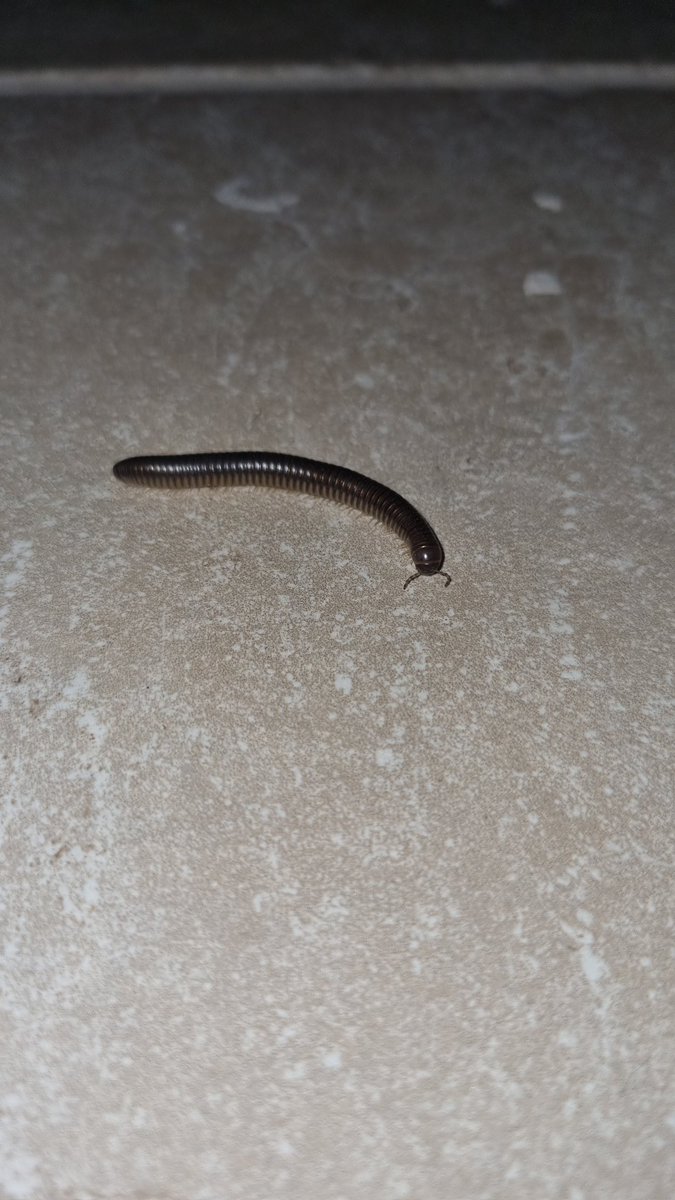 mvrkmcinch's tweet photo. also fulla millipedes and butterflies, wit a place man https://t.co/pQC1KNIWCN