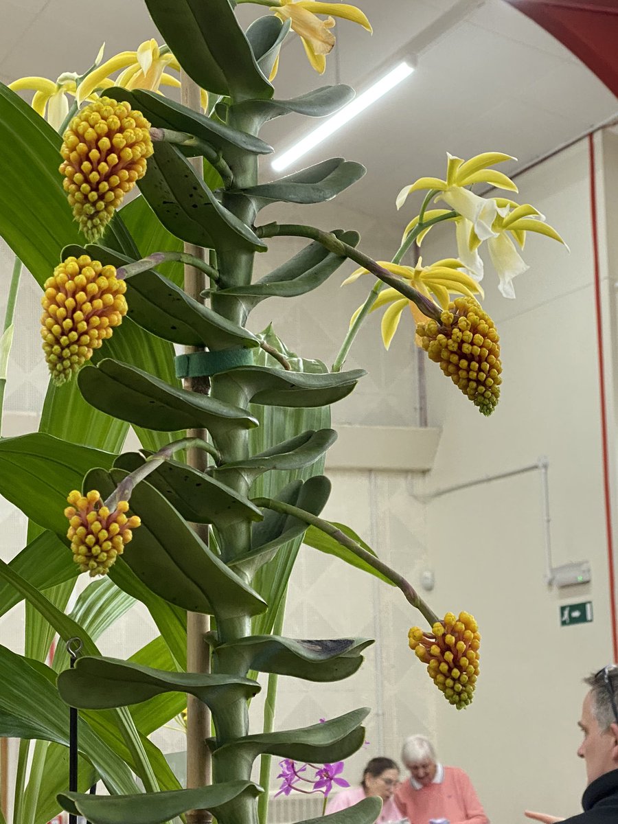 Well done to The Sheffield and District Orchid Society in winning ’Best Species in Show’ rosette with a Robriquetia cerina. A native orchid from the Philippines, unusual flowers although small, are produced in good numbers on pendulous inflorescences.