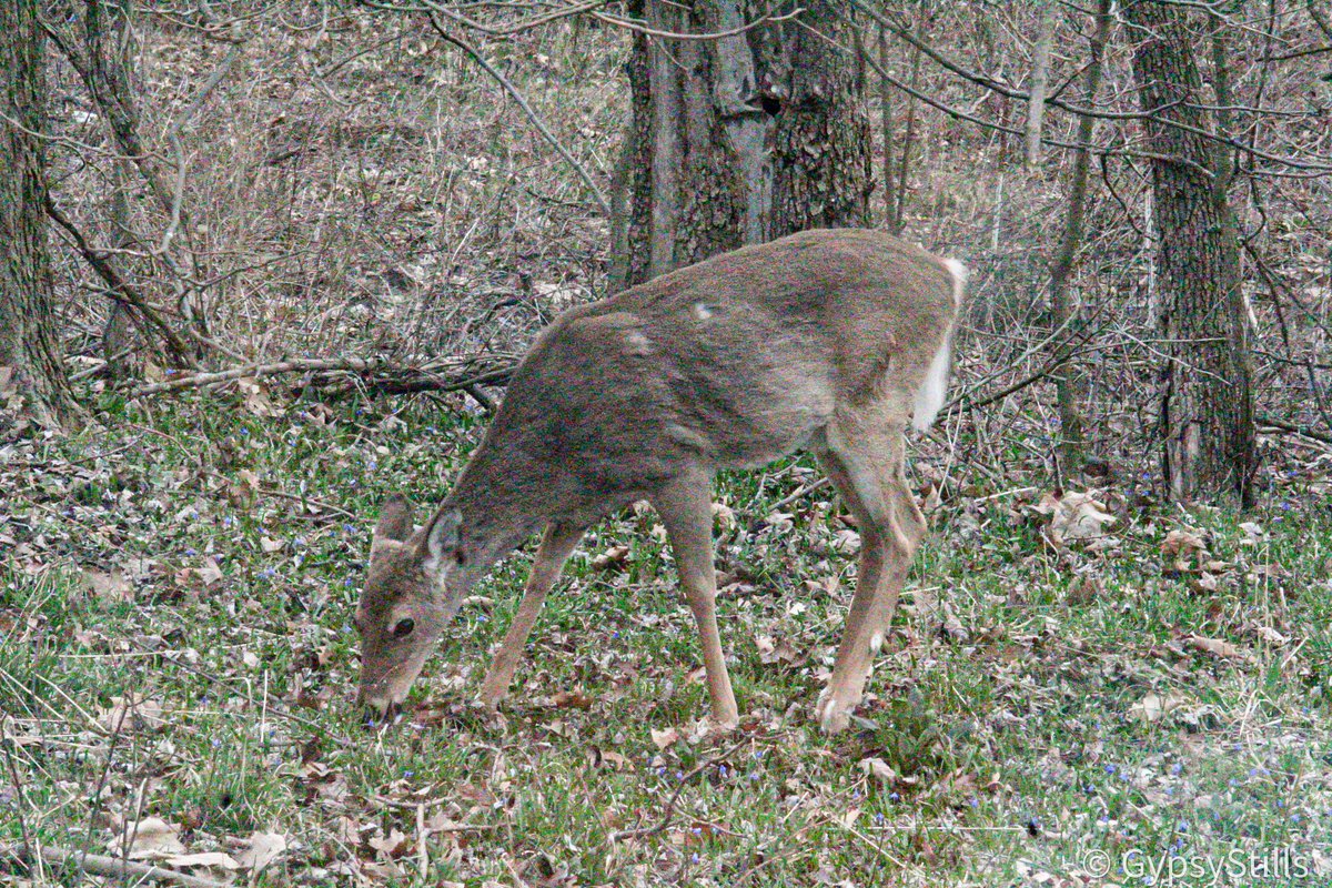 GypsyStills's tweet photo. Yard deer!!! Love the wilds I've kept and cultivated and the resulting Flora and fauna I get to view in turn. 
#deer #longleggeddogs #puremichigan #springshed https://t.co/49SnvKadnd