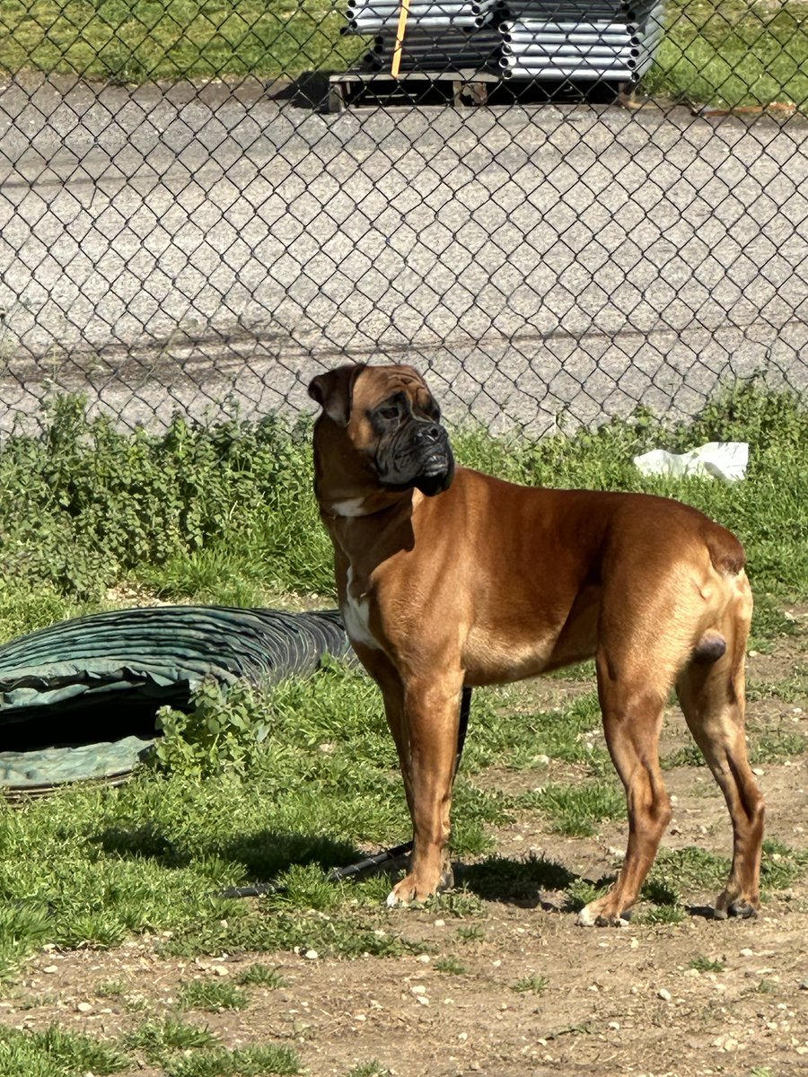 adopt_boxer's tweet photo. We have two brothers picked up by the police in Old city in #Philadelphia. Where is the love? They are at an over capacity shelter & must be out by tomorrow. We need Foster’s to save them. These are young friendly boys. #HelpHarry #boxerdogs #boxerlover #fosterme #adoptme #dogs https://t.co/Qb9bzKAUrj
