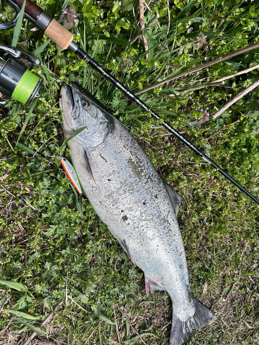 XvgmrgO3's tweet photo. 絶好調だなや🤣
#追波川
#サクラマス
#TENRYE
#Rays
#RZ842S-MMH
#ZIPBEITS
#Rigge
#FLAT80S
#oceanfightclubfishingjunkies https://t.co/6fSY1YVmqV