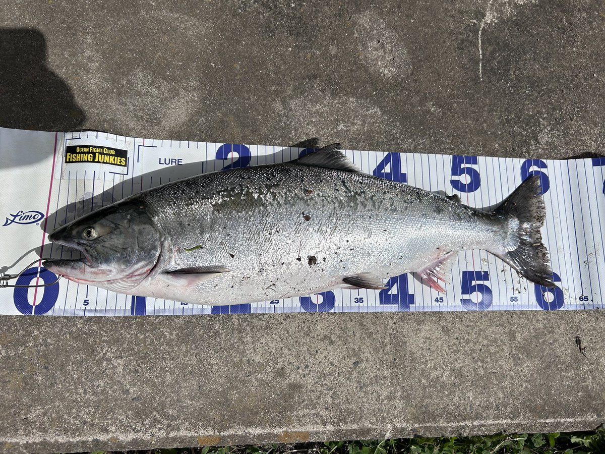 XvgmrgO3's tweet photo. 絶好調だなや🤣
#追波川
#サクラマス
#TENRYE
#Rays
#RZ842S-MMH
#ZIPBEITS
#Rigge
#FLAT80S
#oceanfightclubfishingjunkies https://t.co/6fSY1YVmqV
