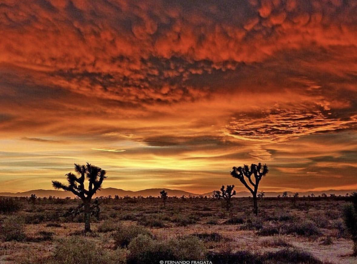 So #grateful to live in such a beautiful place. #joshuatreenationalpark #desert #joshuatree #DesertLiving