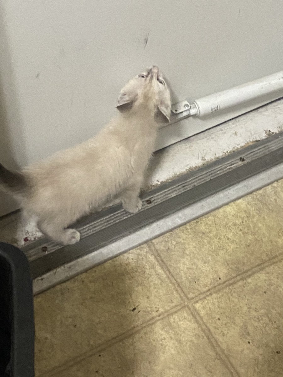 𝓀𝒾𝓉𝓉𝓎 𓉸ྀི🐾 tweet media