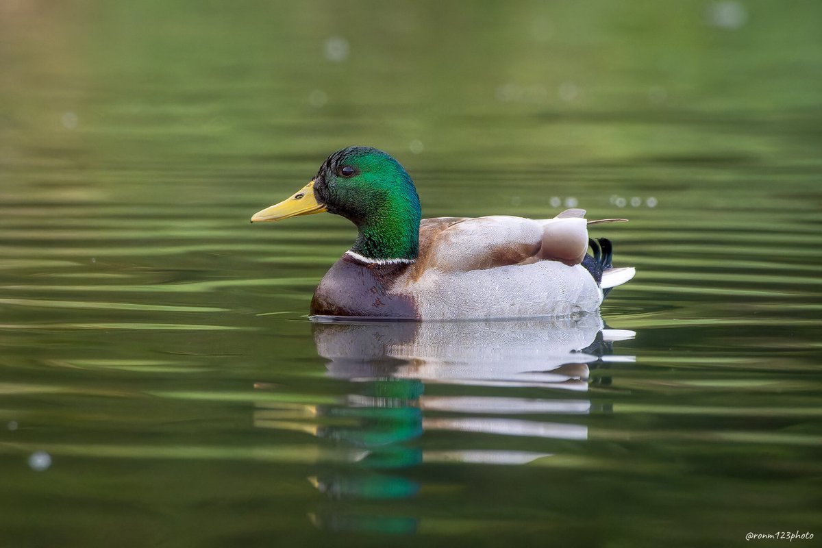 Out for a duck!…
#nature #TwitterNatureCommunity #TwitterNaturePhotography #BirdsOfTwitter #ukbirds