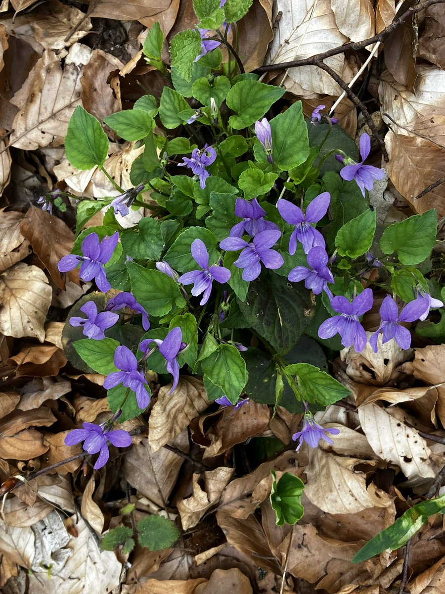 Pestwurz Kleines- Immergrün Dreiblatt- Baldrian Wald-Veilchen #flowerphotography #NaturePhotograhpy #biodiversity #morethanweeds Bestimmt mit @Flora_Incognita 🪴❤️