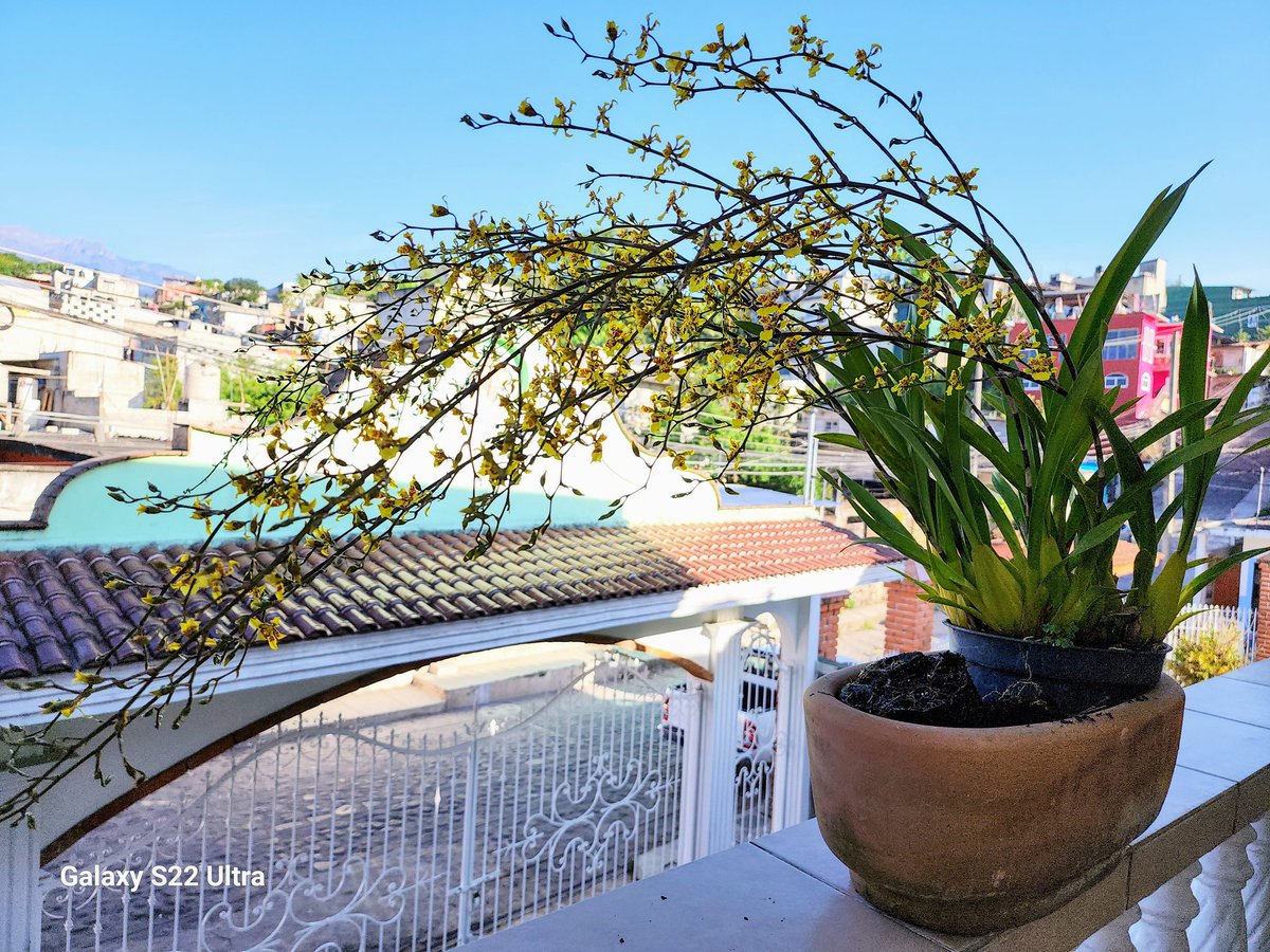 Buenos días #orchid folks
This #Oncidium 'flor de Mayo'
is beginning to floresce. 
Native to around here and grow in big urns around the park in #Coatepec.  I hope some orchid #bees or #colibri take notice.