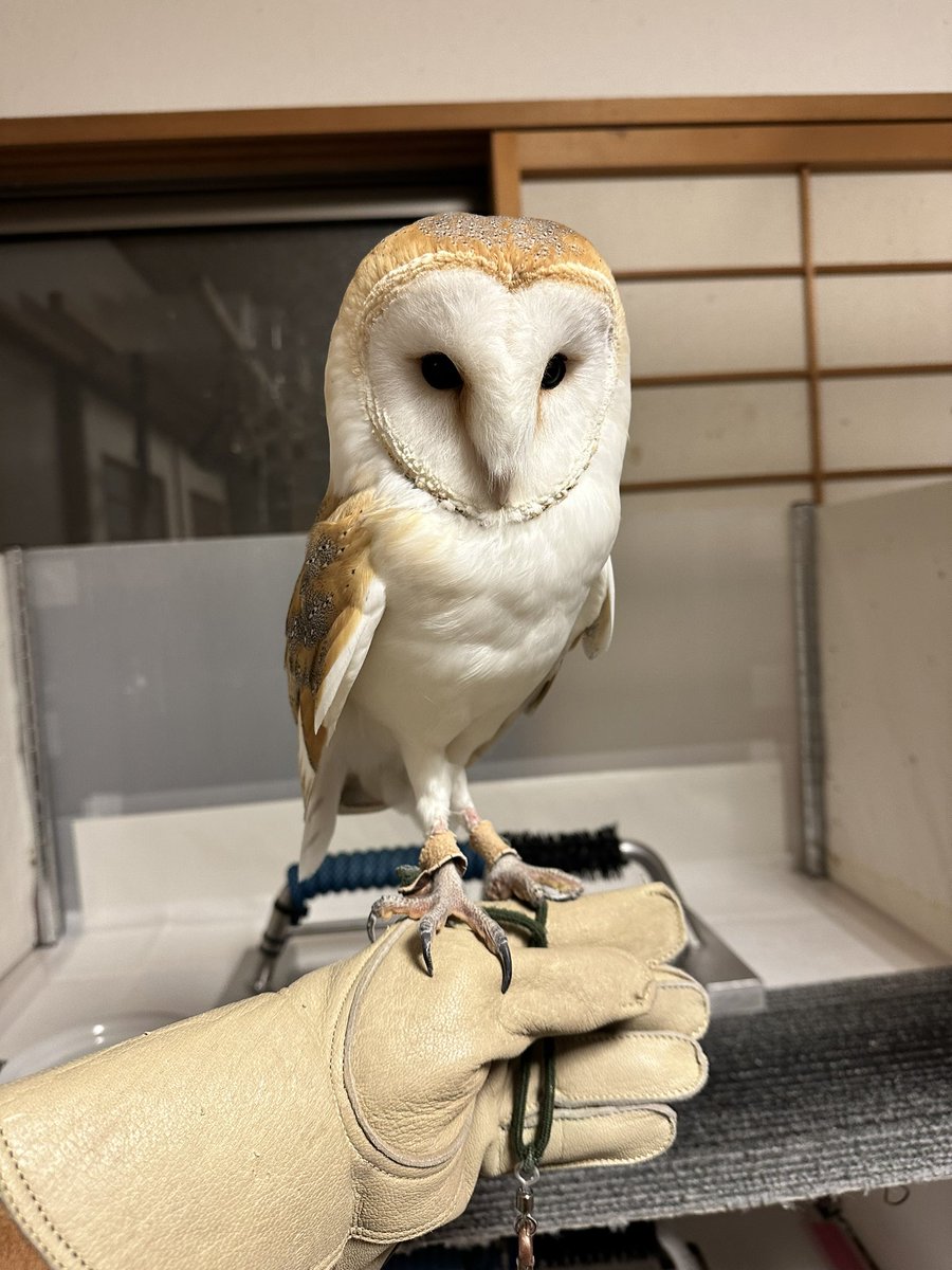 shinsan33's tweet photo. 車輪村行って疲れた子と1日半留守番で機嫌の悪い子達
#車輪村 https://t.co/6WUuMrlDSf