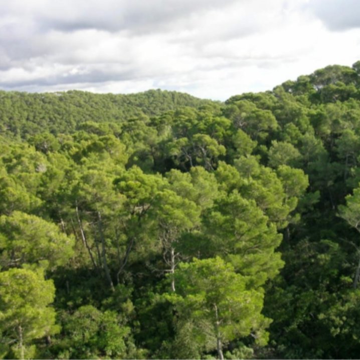 InForestMed's tweet image. ¿Como se pueden integrar los MUP de las Islas Baleares o sus técnicos gestores en la Red Estatal de Montes Publicos?
#REMP