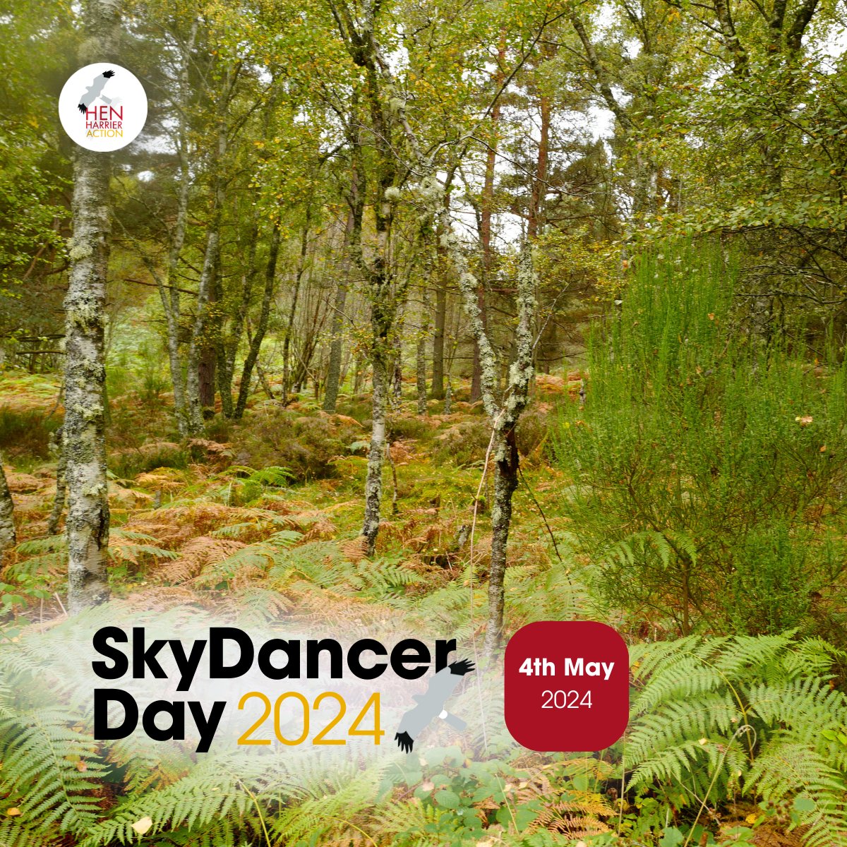 During #SkyDancerDay2024 we will profile @treesforlife at the new Dundreggan Rewildling Centre, aiming to provide education about the natural and cultural heritage of the Highlands. 🏴󠁧󠁢󠁳󠁣󠁴󠁿

🗓️Don't miss the Live Broadcast: 4th May, 11.00 (BST)

📺Watch Here: youtube.com/watch?v=kNnVDd…