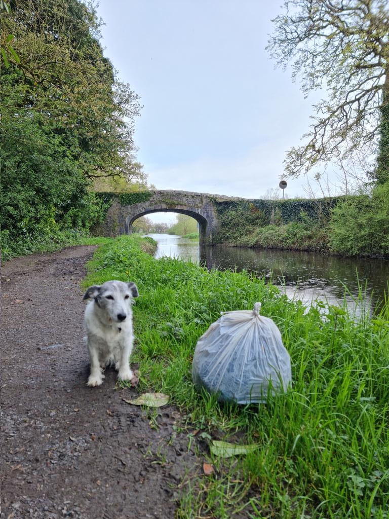 roriain's tweet photo. Another stroll and #litter pick on the #BarrowWay. From where I finished yesterday down to the stone seat above Rathvinden. Ramaons/wild garlic, bush vetch & cowslip #LeaveNoTrace #lovewhereyoulive #pawsonplastic https://t.co/W7GI0GCT2j