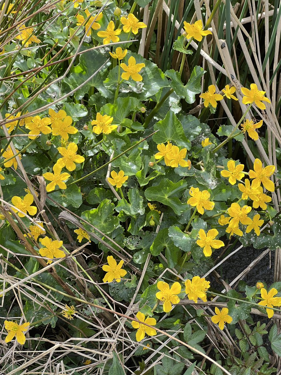 The wet areas are alive with Marsh Marigolds