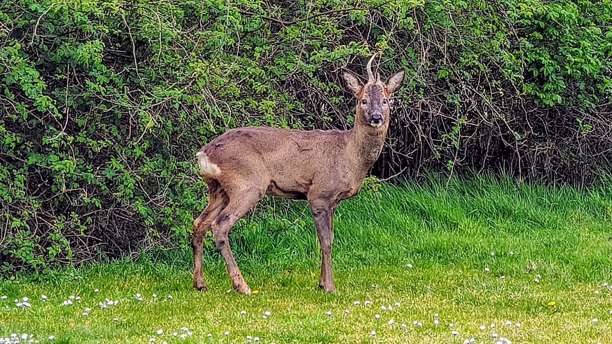 This Roe Deer was totally un phased by me today 🦌

#EastYorkshire #BritishWildlife