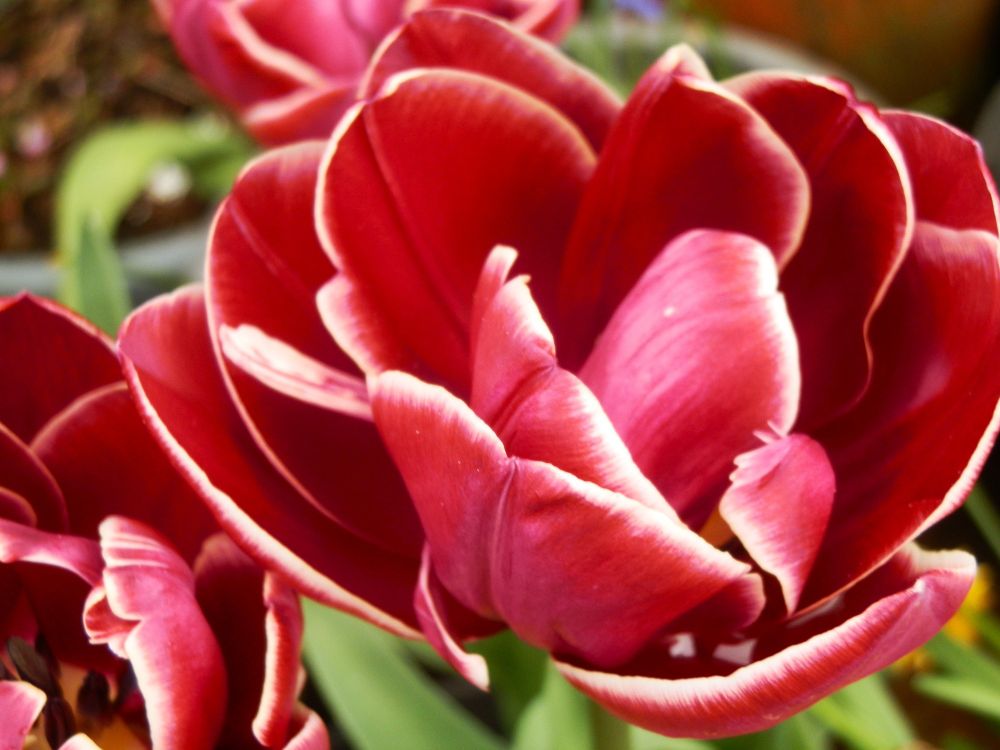 Skog200's tweet image. #Tulipsinspring  Tulip " Dream Touch " ..another weird name for a beautiful flower ..come on bulb growers sort yourselves out 🌷🌷🌷