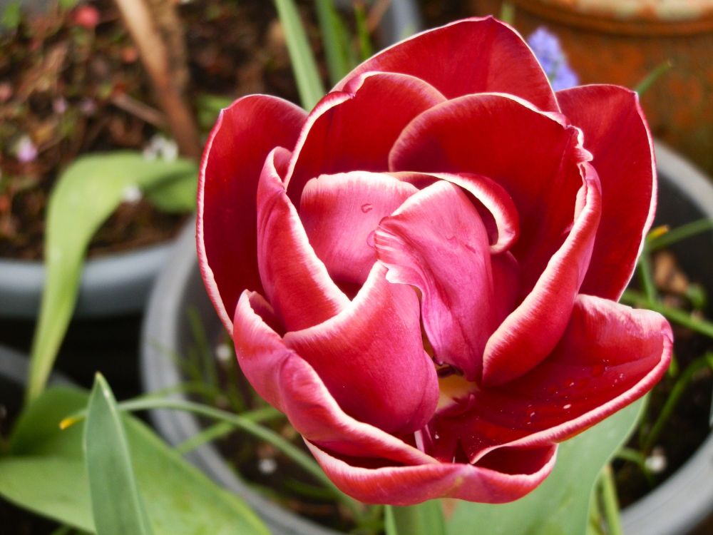 Skog200's tweet image. #Tulipsinspring  Tulip " Dream Touch " ..another weird name for a beautiful flower ..come on bulb growers sort yourselves out 🌷🌷🌷