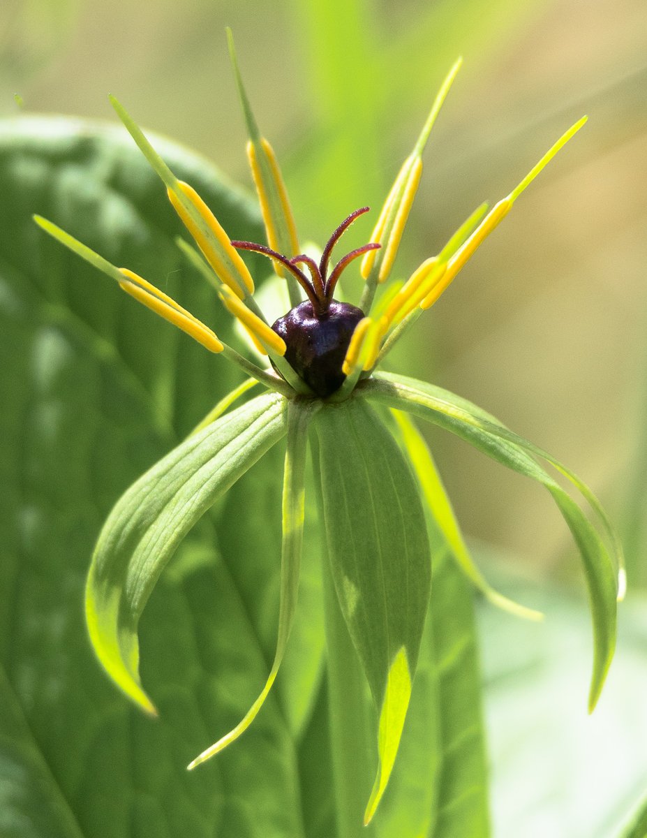 Herb-paris looking good at @wildlifebcn Old Sulehay Forest this morning, benefiting from ride-edge management carried out last autumn. Known as the 'herb of equality' because all of its parts are considered equal and harmonious... #wildflowerhour @BSBIbotany