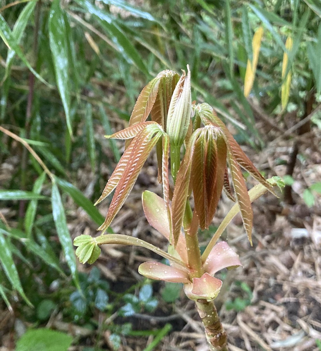 Aesculus wilsonii