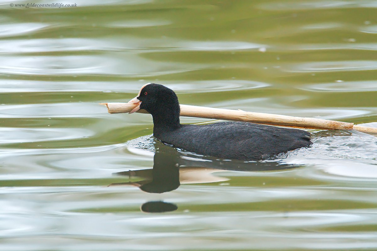 Cattle & Little Egrets photographed at @WWTMartinMere on Friday; Blue tit & Coot photographed at #PenningtonFlash - also on Friday.