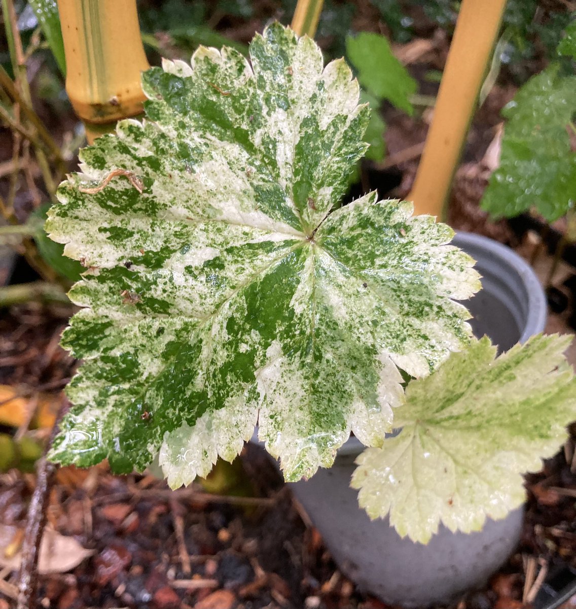 Mitella japonica ‘Variegata’. One of those plants that flourishes on Death Row, but pull it out and look after it and it cocks its little toes up.