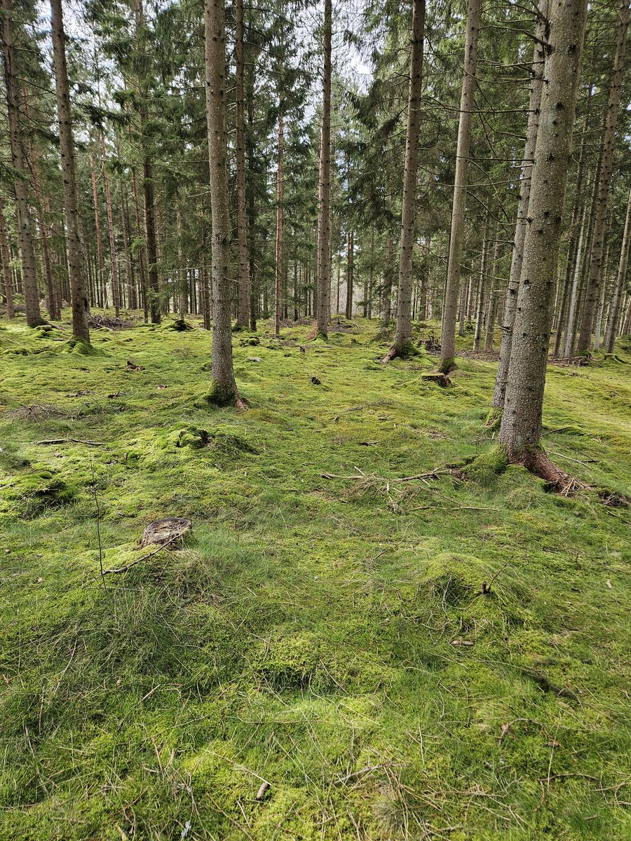 I den svenska skogen slipper man mångkulturen.