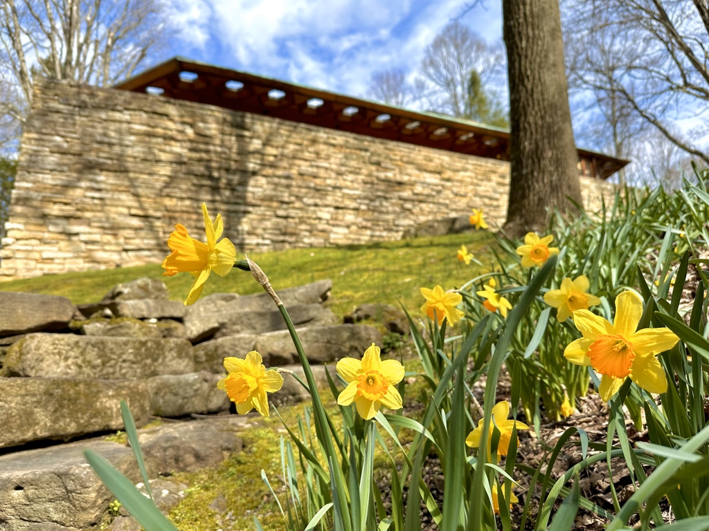 Daffodils are the perfect compliment the different perspectives of Kentuck Knob. __ Enjoy nature's beauty in the Laurel Highlands of Southwestern Pennsylvania and at Kentuck Knob. Woodland Walk Grounds Passes are available at our Visitors Center.