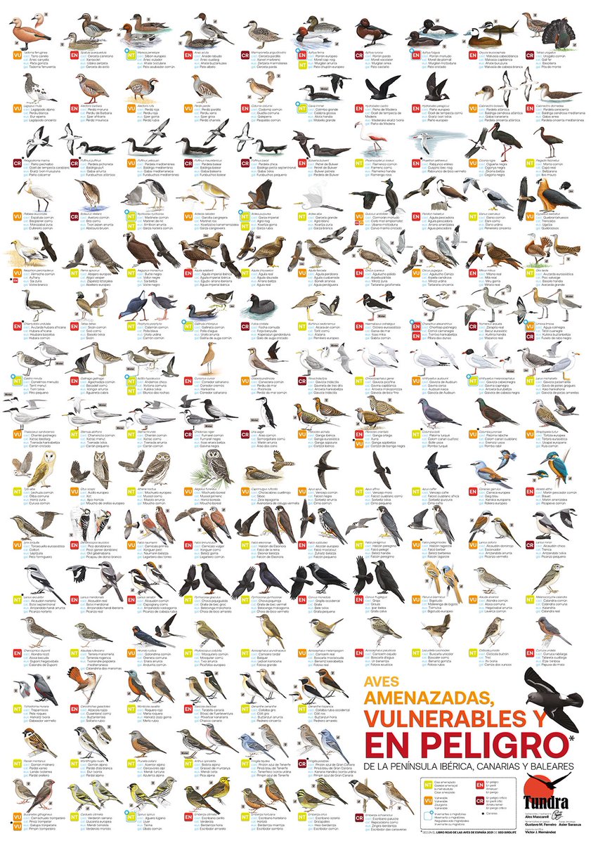 Descarga GRATIS en la sección de pósters de tundraediciones.es el póster de @AlexMascarell: AVES AMENAZADAS, VULNERABLES Y EN PELIGRO de la P. Ibérica, Canarias y Baleares, según el #LibroRojo de las #Aves d @SEO_BirdLife. Con nombres en castellano, català, euskera y galego.