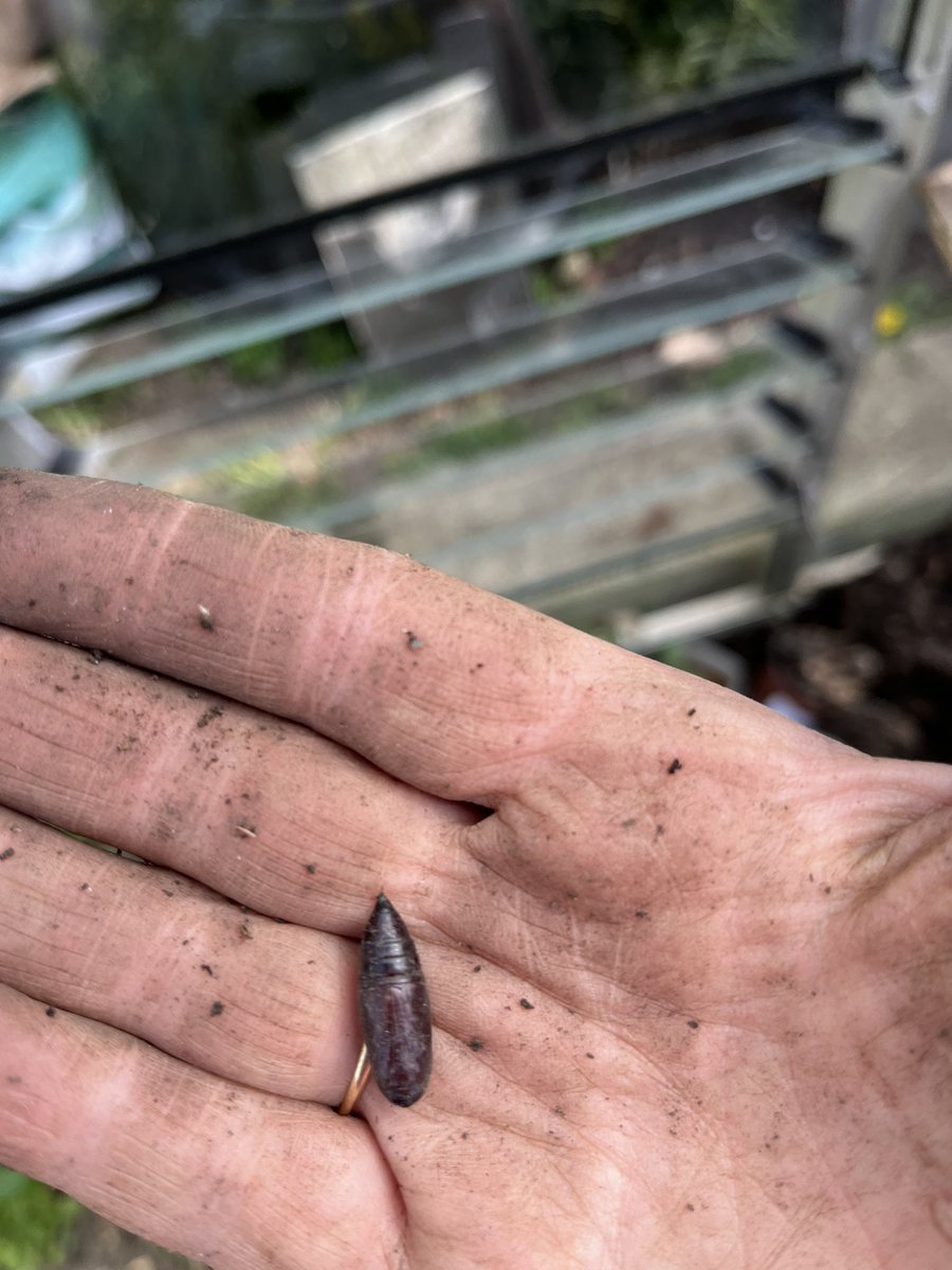 This was in the soil of my London greenhouse: Entomologists! Is it a friend or foe for the gardener?