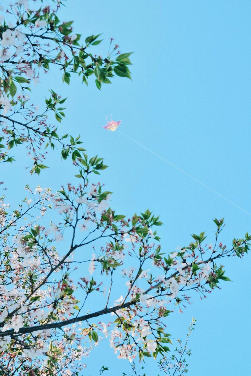 Welcome to Binjiang Chinese Rose Garden and easily harvest a whole spring.