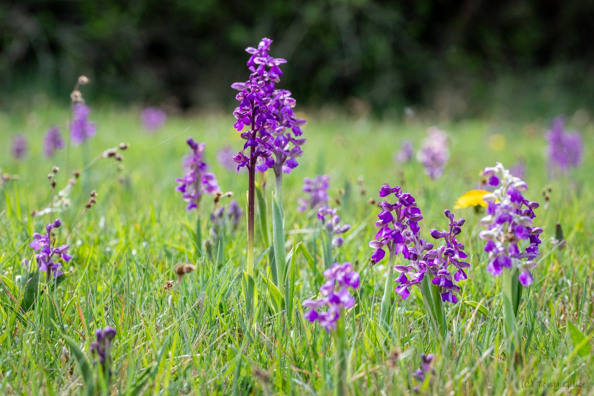 Hundreds of these Green-winged Orchids (Anacamptis morio) already in flower this weekend at @BBOWT's Bernwood Meadows. Such a wonderful sight! #WildFlowerHour #Orchids