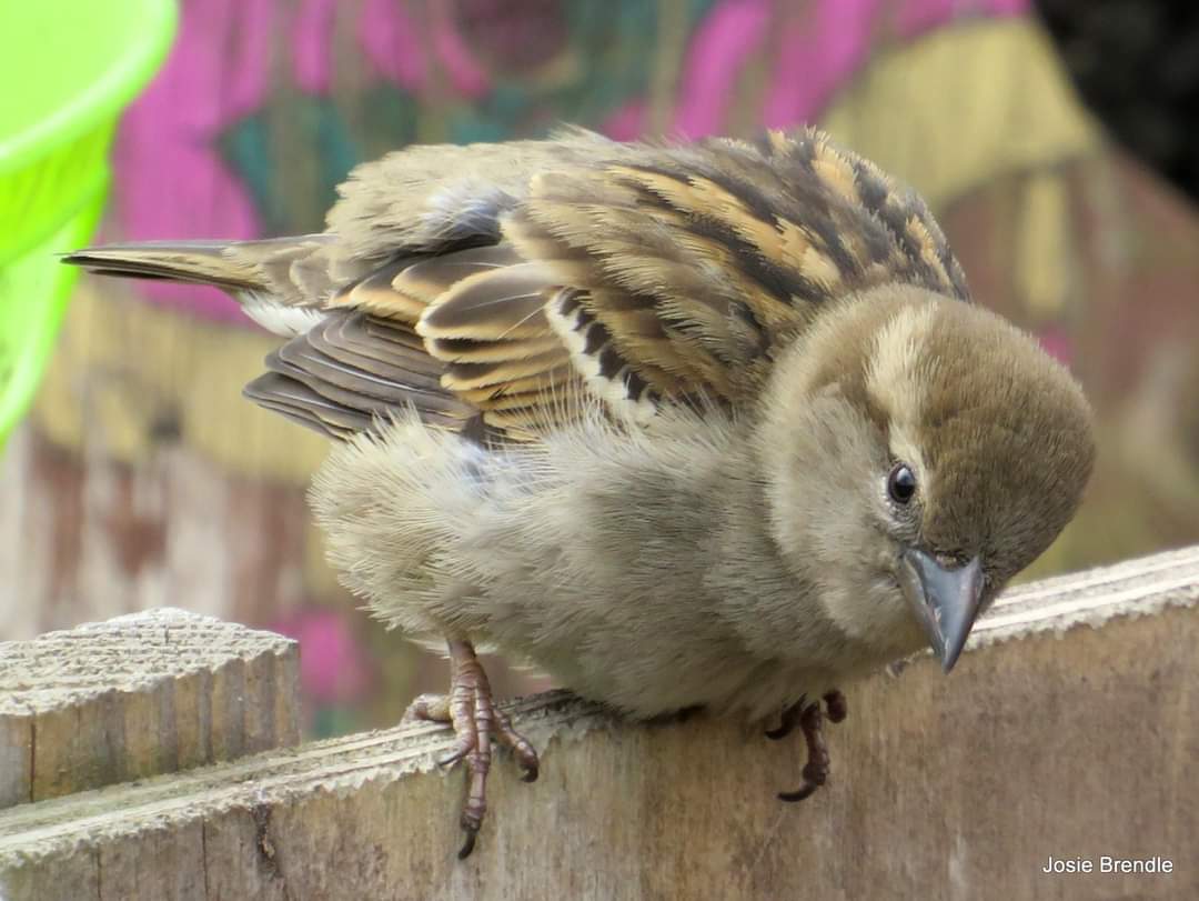 #SparrowSunday