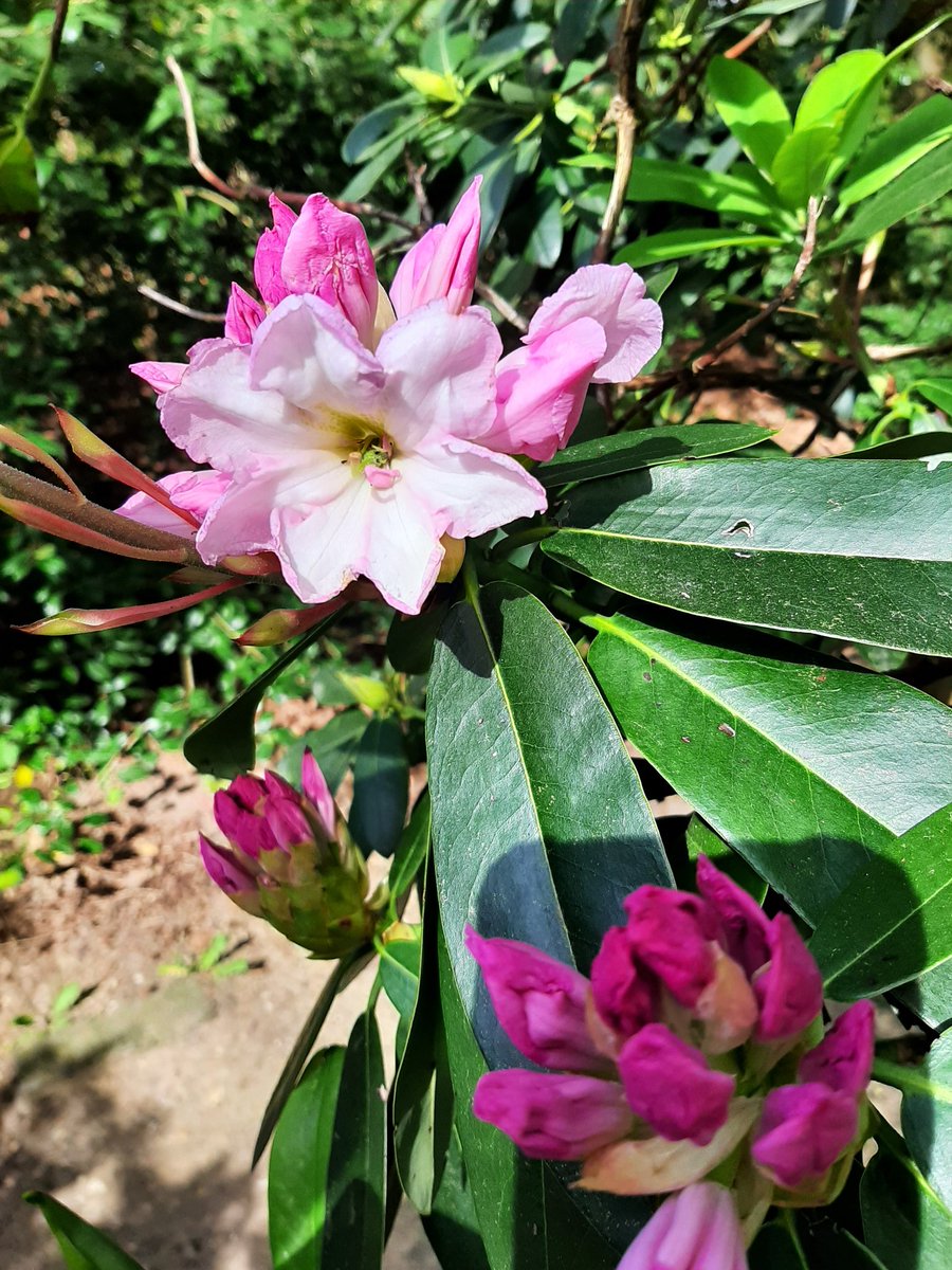 Bloeidingen bekijken in het Arboretum van Wageningen