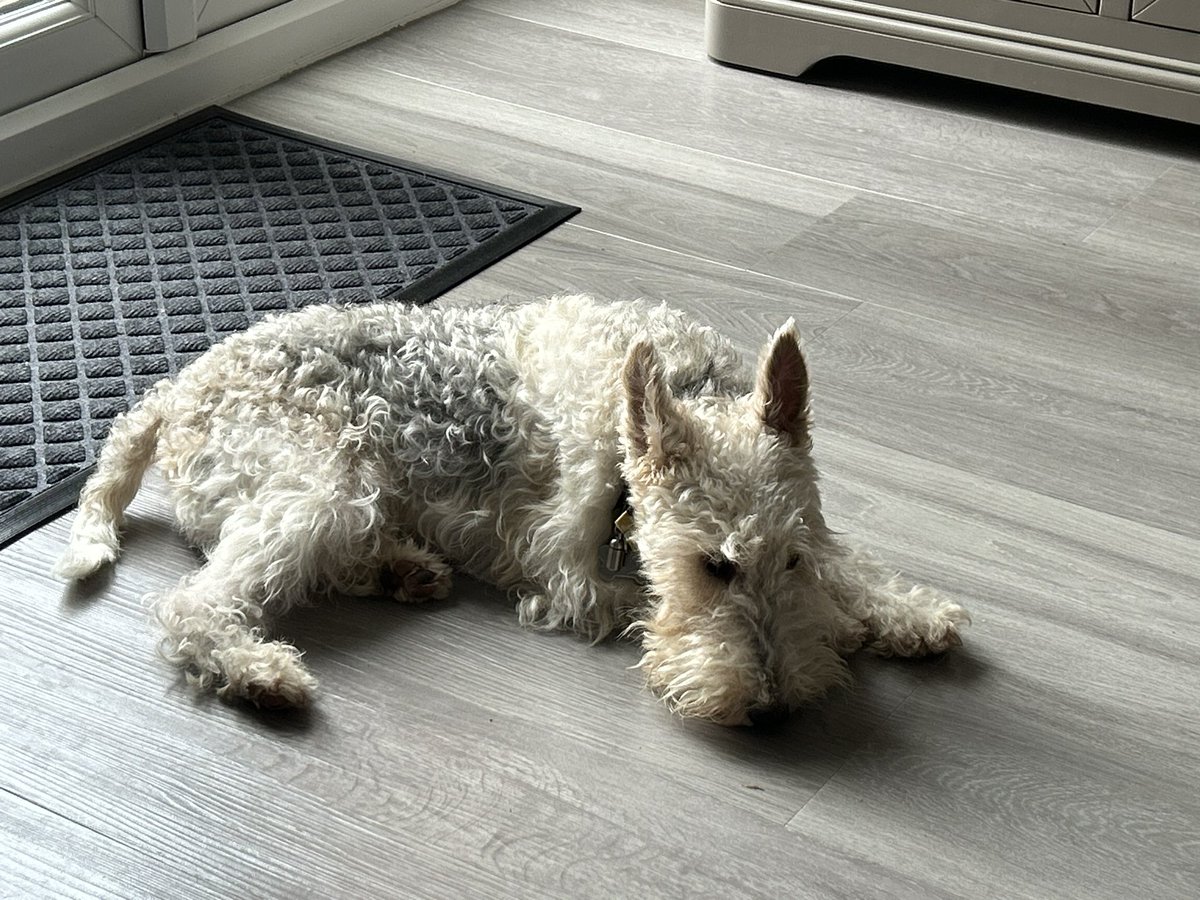 #wirefoxterrier waiting for the Sunday roast pfff!