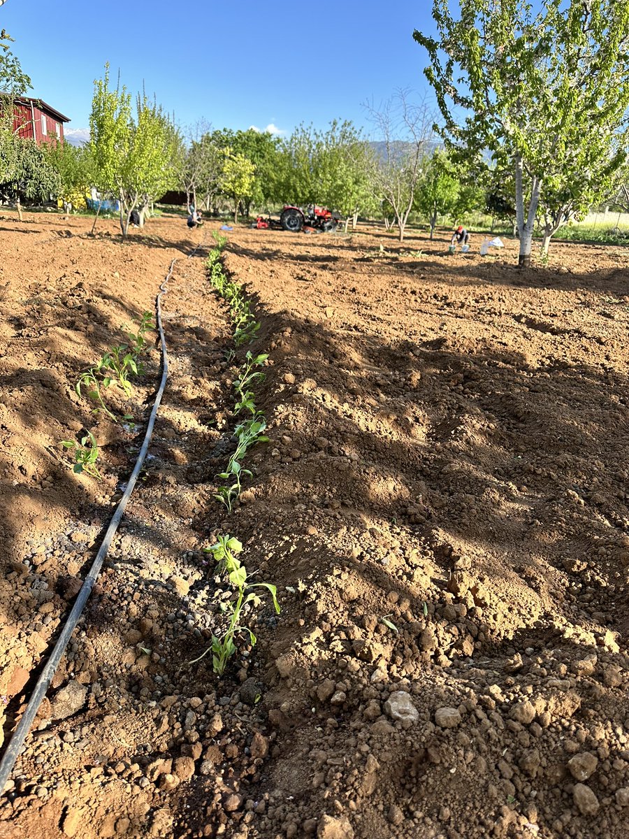 Ersagbkr's tweet photo. Her şey doğal. Nasip olursa fidanlarımızı toprakla buluşturduk. https://t.co/0ZlkX7aytg