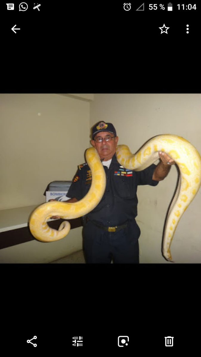 laprensalara's tweet photo. #ServicioPúblico | El Mayor Bombero Luis Contreras, experto en mordeduras de serpientes quien ha ayudado a una gran cantidad de personas que han sido víctimas de estos oficios en la búsqueda y traslado de los antídotos para salvar sus vidas, hoy requiere la ayuda de entes gubernamentales y particulares, para la adquisición de una prótesis de cadera y para su operación.