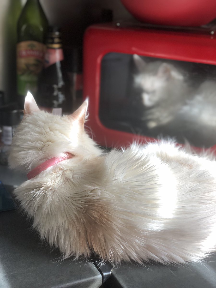 pinkyuuta's tweet photo. she’s so cute :(((( https://t.co/H0QTCPjp52
