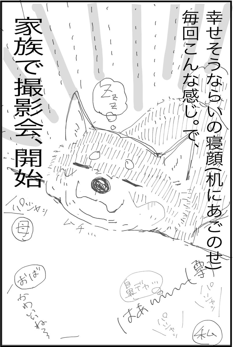 柴犬は可愛い。

#さらだの日常 #いぬのいる暮らし #日常漫画
#柴犬のいる幸せ 