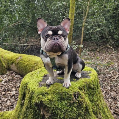 🚨🚨💥💥NEW PAL ALERT💥💥🚨🚨 Handsome Hank here is new to twitter and would love some friends 🧡 let's show him what a lovely friendly lot we are and follow him pals xxx #ZSHQ #TheRuffRiderz #DogsOfTwitter #CatsOfTwitter
