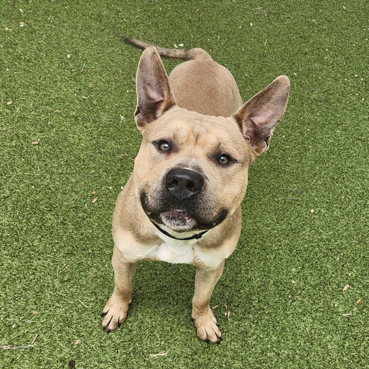 'Hello, my name is Fredward and I'm trying to reach you about your car warranty.' We'd answer the phone for Fredward! This very earnest fellow gets along with both people and dogs, and he's wicked cute to boot. Fredward A900517 is about 2 years old and weighs 63 lbs.