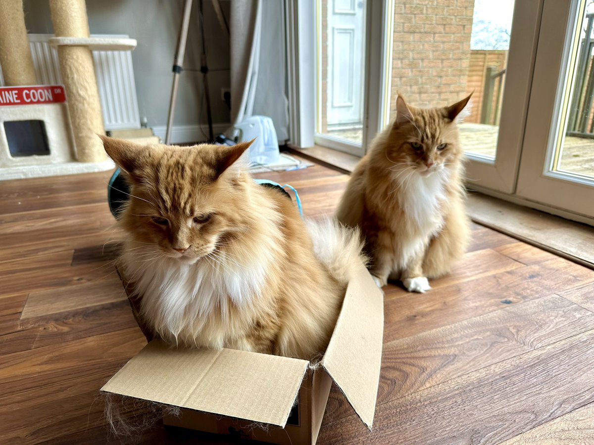 Gizmo has been waiting 15 minutes to get into the box but Buddy’s not for giving it up just yet 😹😹🦁🦁 #catboxsunday #teamfloof #CatsOfTwitter